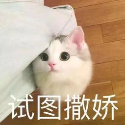 聊天怎么可以没有表情包,献上超级无敌可爱的猫咪表情包 