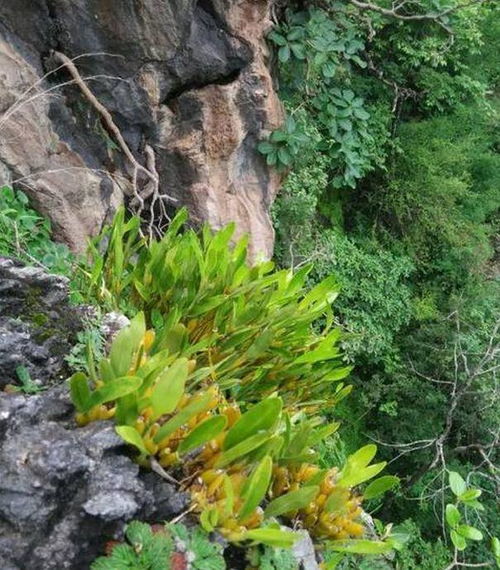 农民深山采蜂蜜,无意中看到悬崖上的植物,爬上去开心的不得了