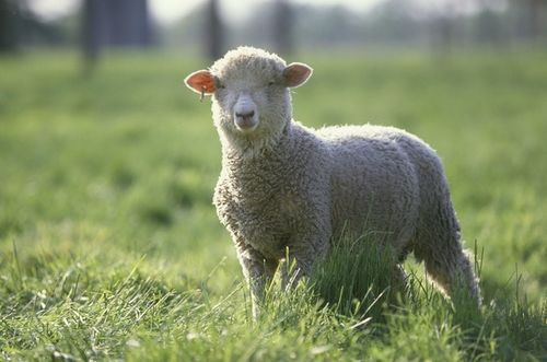 属羊人 多长个心眼,9月特别重要,是你人生最大的 转折点