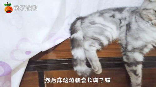 一到夏天开空调,两只猫齐刷刷地坐在床头,吹着空调,就差冷饮了