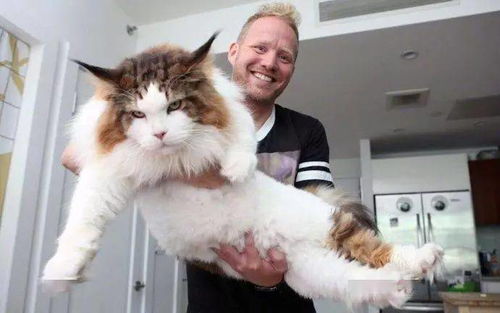 古瓷猎奇丨世界上超大的猫 能吃到你破产,你确定这不是虎