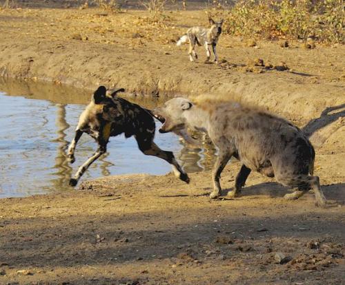 生活在非洲地区的狮子和斑鬣狗为什么是天敌 