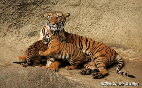 老虎怀孕之后是怎么捕猎的 雄虎不帮忙,只能饿肚子吗
