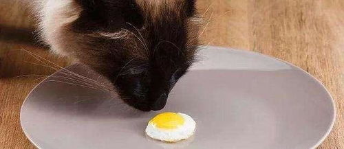 真相,原来并不是所有的猫咪都可以吃鸡蛋