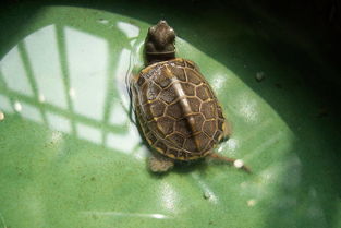 中华草龟一年后有什么变化？