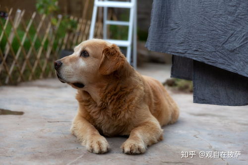 把宠物狗放到农村会怎样 