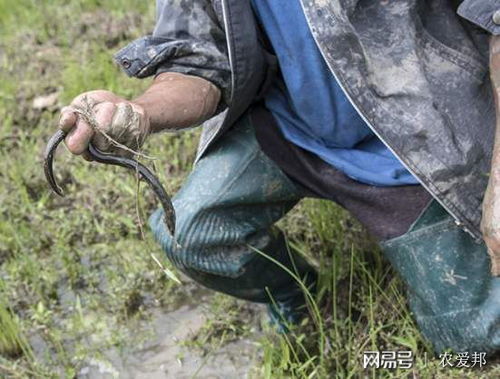 稻田的水放干了 去田里抓泥鳅儿时你有没有抓泥鳅的经历呢