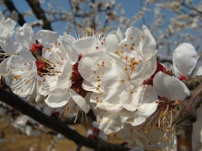 面泛桃花什么意思 