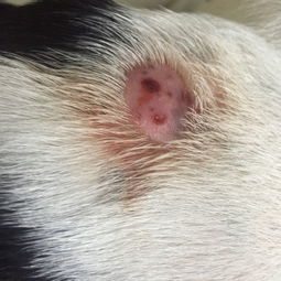 狗狗背上皮肤红肿掉毛,还自己会往外冒血,3周前发现的,期间去过宠物医院,医生就说皮肤病,开了一只霉 