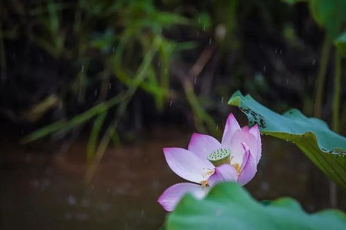 99 的照片不够完美,问题出在哪里