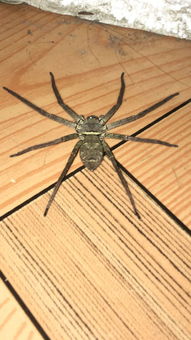 家里的蜘蛛有毒吗 