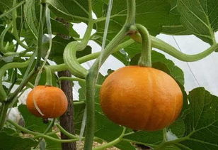 这5种瓜与夏天绝配,一定要吃 阳台就能种的哦