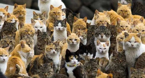 世界闻名的几座日本猫岛,猫咪报恩救人感动全日本,喵星人的天堂