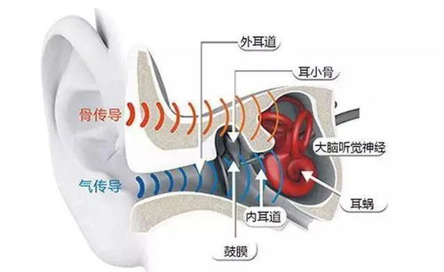 重庆加州助听器 啥 戴耳机时嚼口香糖可以保护听力 是真的么