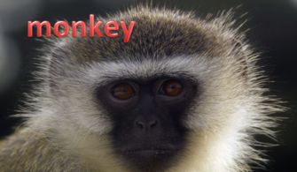 猴子的英语单词怎么写怎么读 