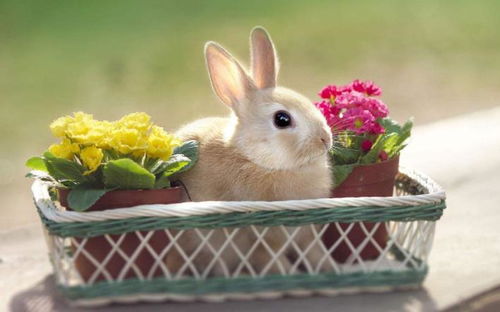 世界上最小的兔子 荷兰侏儒兔