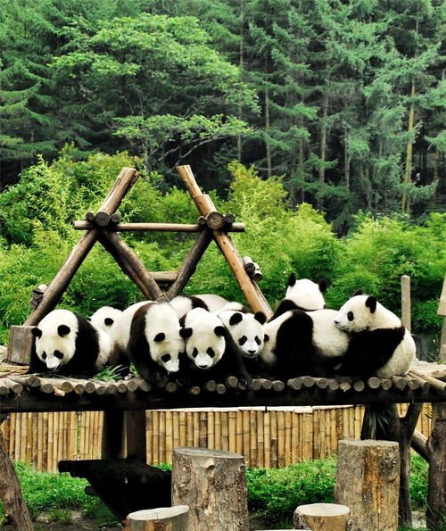 大城小事丨这座城市竟然家家户户都养熊猫