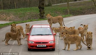为汽车护卫 英野生动物园狮子团团包围汽车 