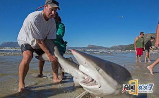 渔民海滩发现鲨鱼 当他拖动尾巴一瞬间鲨鱼张开了血盆大口