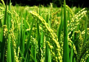 拿敌稳杀菌剂特点及在水稻中的使用方法,稳腾杀菌剂在小麦上的用量