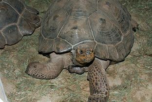 世界上最大的乌龟有多大呢