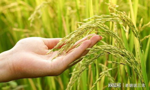 水稻合理密植需掌握这几个原则问题,宜优727水稻种植技术