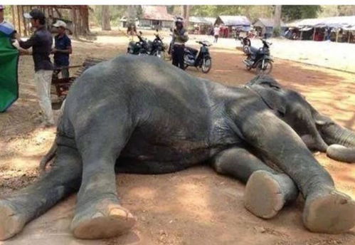 芭提雅象园大象 发疯 一死二伤,大象不为人知的愤怒何来