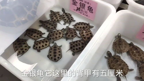 最近剃刀龟涨价太厉害,过来广州芳村帮粉丝了解行情,还有麝香龟 
