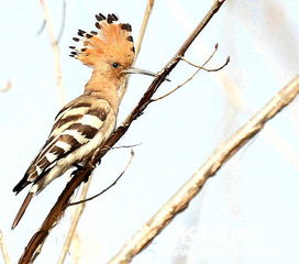 模样特殊 啄木鸟 原是国家二级保护动物戴胜鸟