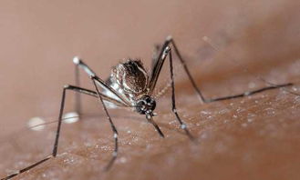 自然探秘 美国为了抑制病毒, 释放2000万只不咬人的改造蚊子