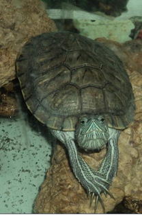 我家的巴西龟养了年!可一见到我，就把头缩着，超怕我…怎么办啊？