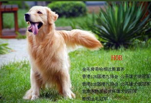 南京新街口附近哪有买纯种健康的金毛犬 