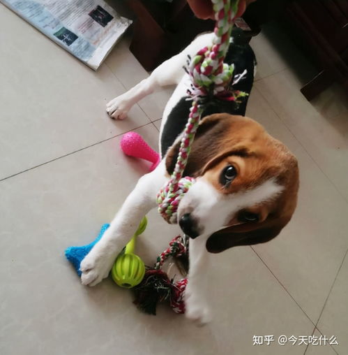 比格犬的几大缺点,网友 就算想养也不敢养啊 