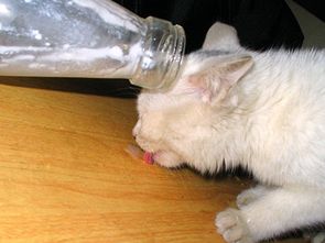 猫咪可以喝酸奶吗 