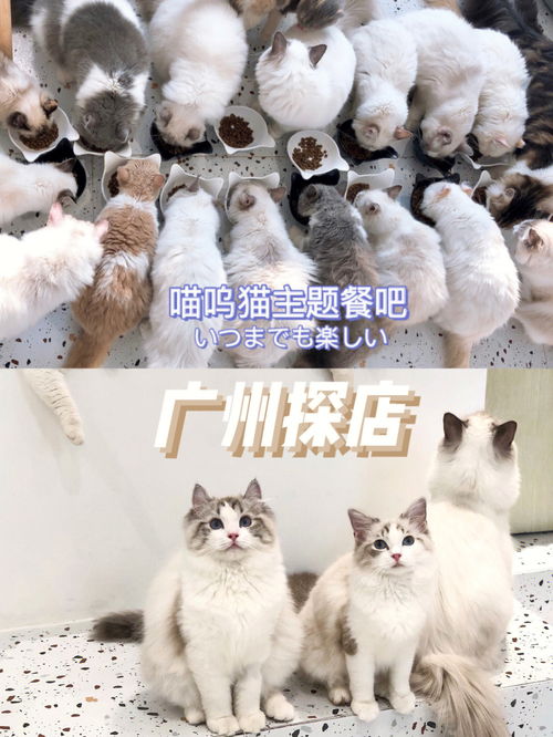 广州探店 猫咖 撸狗吸猫 