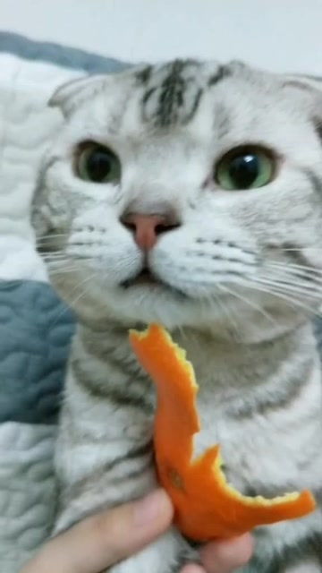 为啥猫咪会怕橙子的味道 