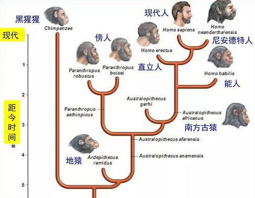 人类从哪里来 基因科学揭秘人类起源背后的真相