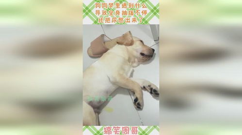 狗狗梦里遇到什么,导致全身抽搐不停,还把尿憋出来了