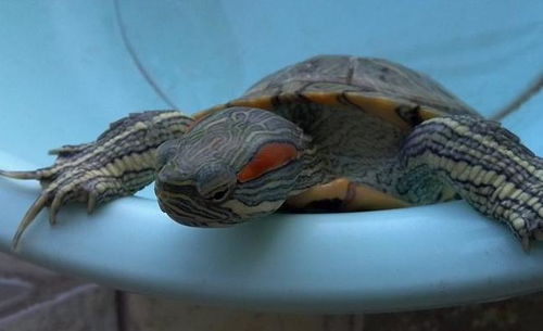 巴西龟特别在哪里,怎么才能养好巴西龟 
