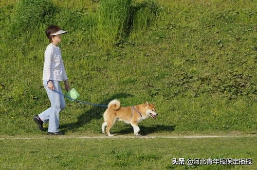 养狗的市民注意啦 保定市区安装100余个宠物拾便箱