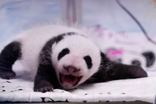 涨知识 中国有不少 活化石 ,为什么大熊猫成了 国宝