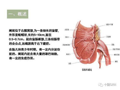 腹腔镜阑尾切除术围术期的护理