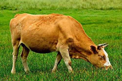 1985年属牛人的后半辈子,注定 牛牛牛 家里属牛的要珍惜