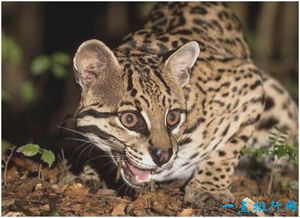 美洲最小的猫科动物,南美林虎猫体长不足半米