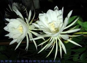 昙花 仙人掌科植物 搜狗百科 