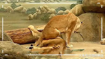 公狮躺在地上睡大觉, 不料母狮子直接坐在它头上, 结局让人笑喷