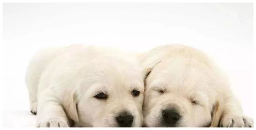 温州市养犬管理条例 表决通过,每一户籍限养一只犬只