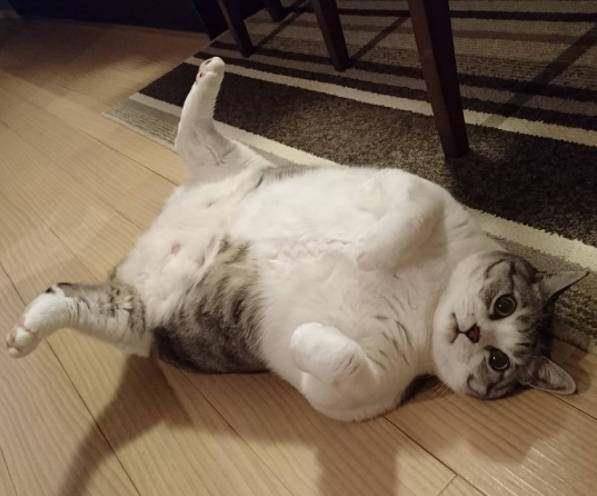 主人家一只非常胖的猫,躺着才是最舒服的姿势,非常萌