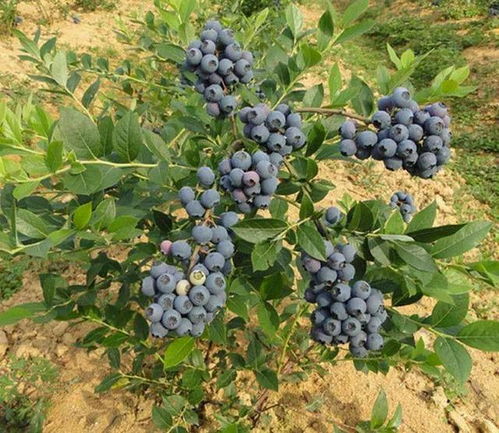 南方蓝莓的家庭种植方法(南方蓝莓种植技术和管理)