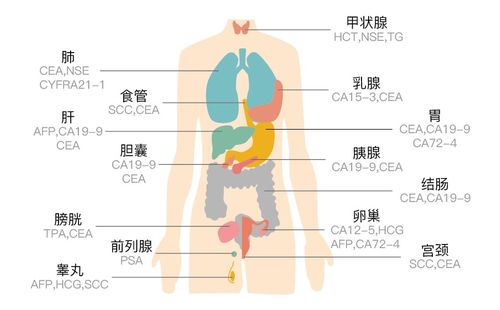 一分钟教你看懂 肿瘤标志物 检查